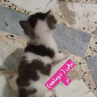 واگذاری رایگان گربه