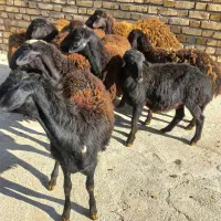 ۹راس بره ماده قزل افشار