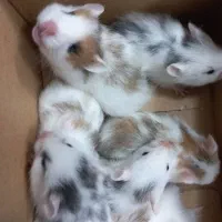 همستر دست اموز رام پشمالو