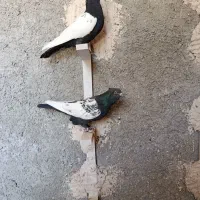 سینه سیاه|پرنده|مرودشت, بیست متری بیمارستان|دیوار