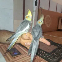 عروس هلندی|پرنده|قم, حاج زینل|دیوار