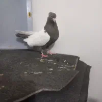 کبوتر طوقی|پرنده|قزوین, |دیوار