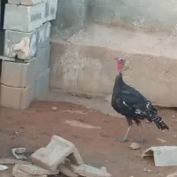 بوقلمون