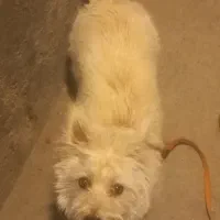 پاکوتایی خوشگل