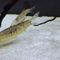 لوچ کماندو یا پاکستانی /آکواریوم/گل و گیاه|ماهی|مشهد, کوثر|دیوار