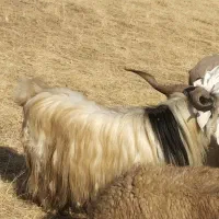 برای فروش|حیوانات مزرعه|خلیفان, |دیوار