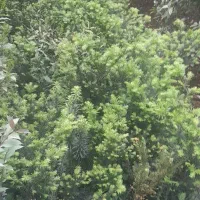 تک سوز ۱متری