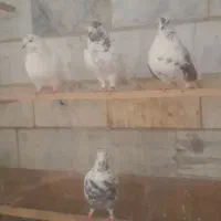 کفتر