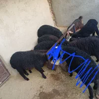 بره مناسب محرم