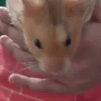 همستر خانگی|موش و خرگوش|تهران, هروی|دیوار