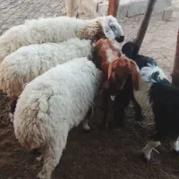 گوسفند خوب جوان