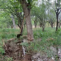 باغچه نقلی ۱۲۰۰ متر با درختان مثمر، بوئین زهرا،شال