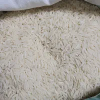 معاوضه برنج با طوطی عروس هلندی