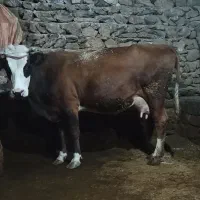گاو وگوساله نر  گاو 3شکم 10کیلو شیر|حیوانات مزرعه|خاو و میرآباد, |دیوار