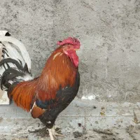 خروس گلین اصل چهلتاج