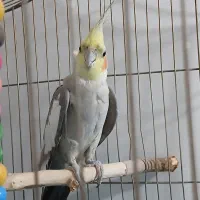 عروس هلندی نر