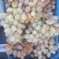 فروش انگور زمستانی قرمز درجه یک مجلسی ارگانیک