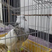 کبوتر|پرنده|سرپل ذهاب, |دیوار