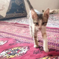 بچه گربه دوماهه