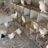 کبوتر چتری|پرنده|بندر دیر, |دیوار