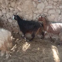 بز غاله|حیوانات مزرعه|کازرون, |دیوار