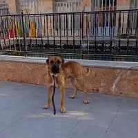 بول ماستیف