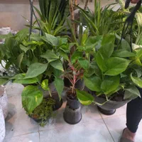پتوس سبز ابلغ ارتشی سایه دوست|گل و گیاه طبیعی|ساوه, |دیوار