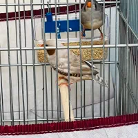 جفت فنچ نر و ماده|پرنده|شیراز, شهرک گلستان|دیوار