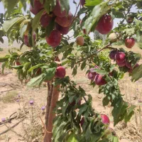 مشاوره و راهنمایی جهت خانه دار شدن
