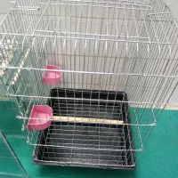 قفس عروس هلندی گمشده