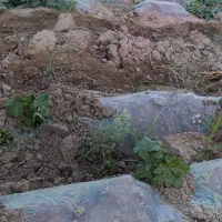 کود سفید 2500