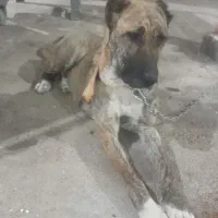 سگ اصیل افغان خالص فوری