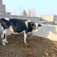 گاو شیری|حیوانات مزرعه|باشتین, |دیوار