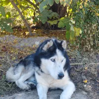 سگ هاسکی|سگ|گنبد کاووس, |دیوار