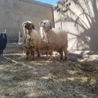 بره نر دو عدد