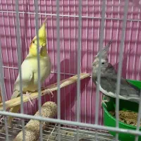 عروس هلندی|پرنده|نیشابور, باغ نو|دیوار