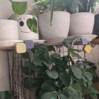 گل طبیعی|گل و گیاه طبیعی|صدرا-فارس, فاز ۲|دیوار