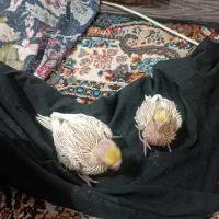 عروس هلندی سرلاکی لوتونیو|پرنده|کلاچای, |دیوار