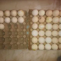 تخم نطفه داربوقلمون