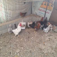 مرغ و خروس|حیوانات مزرعه|رباط‌کریم, رباط‌کریم|دیوار