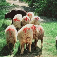 میش جوان مناسب|حیوانات مزرعه|جیرفت, |دیوار