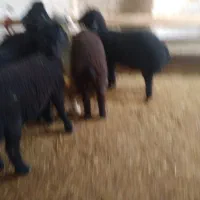 شیش عدد بره سبک