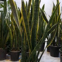 سانسوریا دورطلایی سطل هفت شمشیری پا بلند|گل و گیاه طبیعی|قم, نیروگاه|دیوار