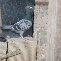 کفتر پلاک عراق.|پرنده|شاهرود, |دیوار