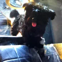 شیتزو‌نریر اصل پاکوتاهه پاکوتاه