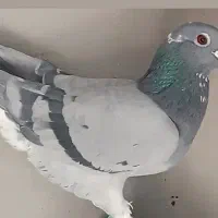 کبوتر ماده