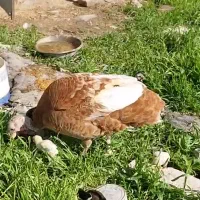بوقلمون ماده