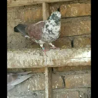 کبوتر پرش سنگین|پرنده|فلاورجان, |دیوار