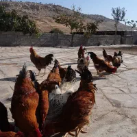 ۱۶ عددخروس ۷ماهه