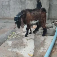 کهره نر|حیوانات مزرعه|دلوار, |دیوار